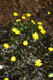 Ranunculus ficaria 'Brazen Hussy' RCP3-2014 35.JPG